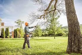 Best Tree Removal  in Williston, SC