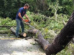 Best Seasonal Cleanup (Spring/Fall)  in Williston, SC