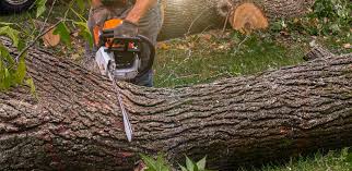  Williston, SC Tree Care Pros
