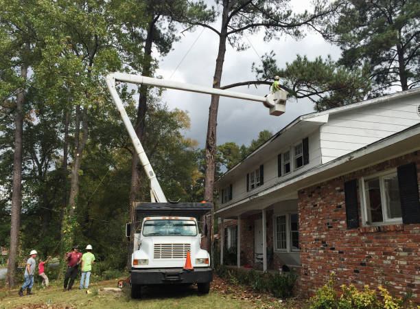 How Our Tree Care Process Works  in  Williston, SC