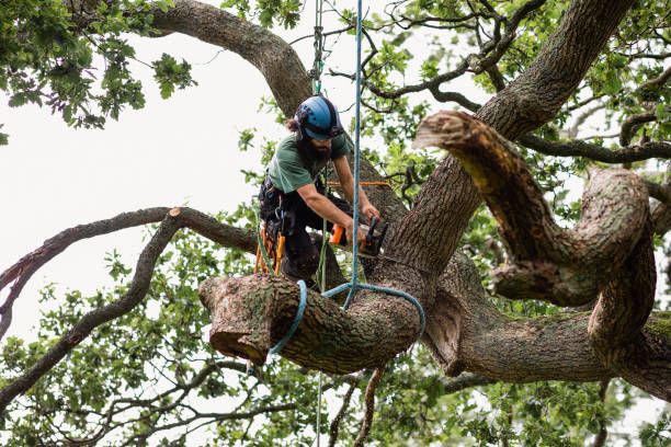 Best Tree Mulching  in Williston, SC