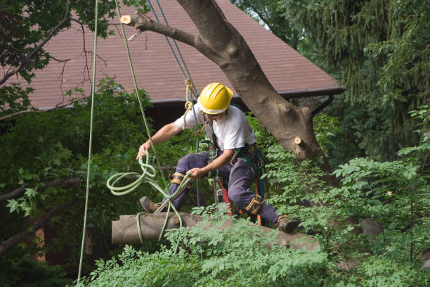 Best Tree Preservation Services  in Williston, SC