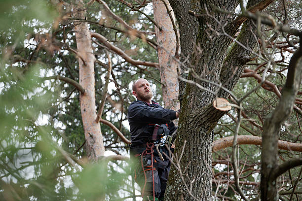 Best Hazardous Tree Removal  in Williston, SC