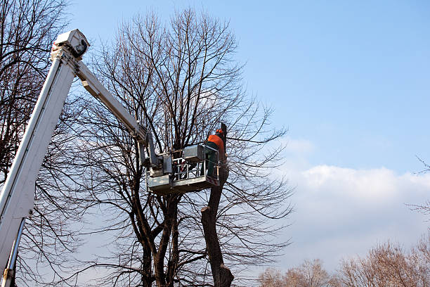 Best Tree Cabling and Bracing  in Williston, SC