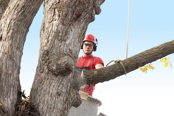 Best Lawn Pest Prevention  in Williston, SC